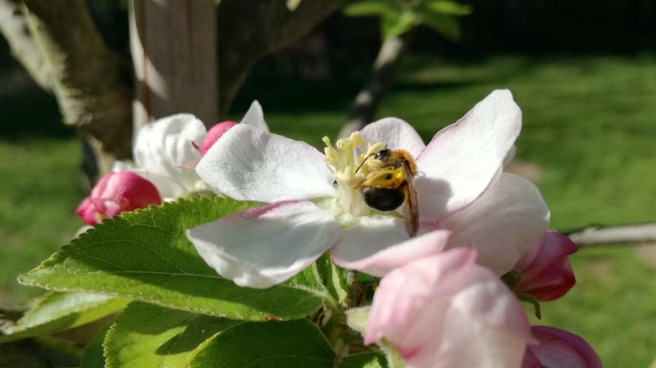 Clos Charmille Meaulne Esterno foto